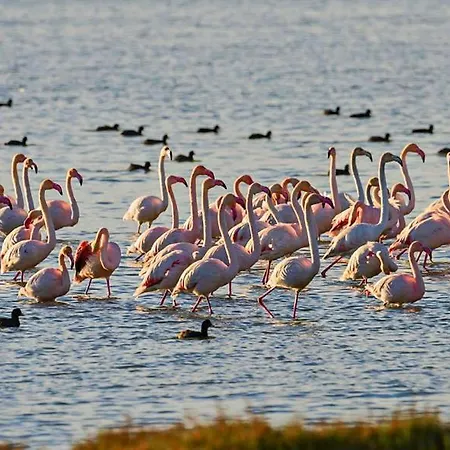 Дом отдыха Casa Vacacional Rustica En El Parque Natural Delta Del'ebro Riumar Ii Дельтебре